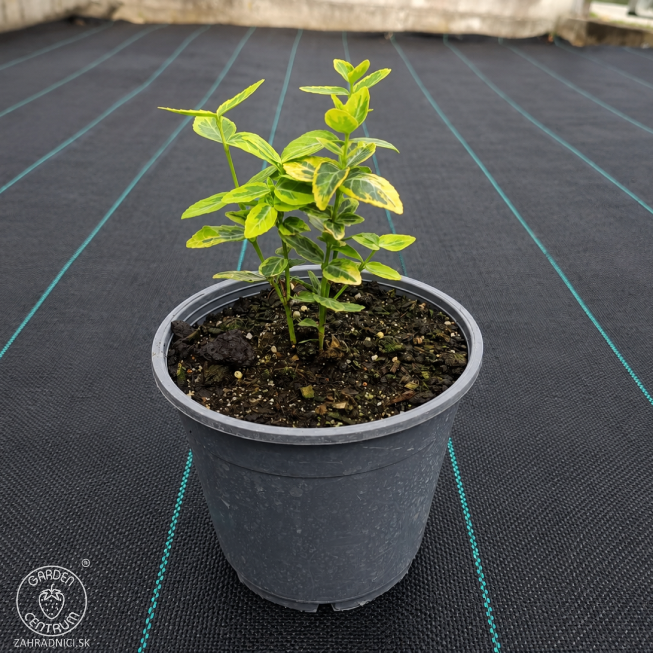 Obrázok Bršlen Fortuneov (Euonymus Fortunei) ´EMERALD´N GOLD´ - výška 10-15 cm, kont. C2L